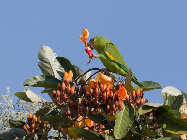 Chiririparkiet (Brotogeris chiriri)